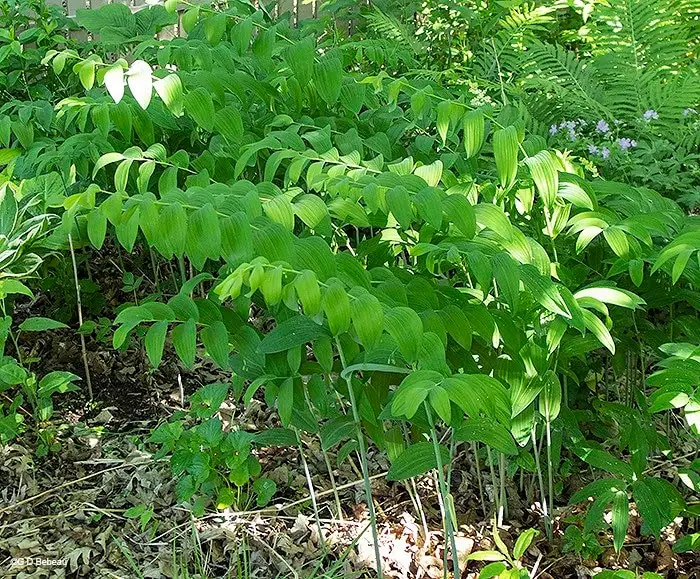 30 True Solomon's Seal Bare Root Plants - Polygonatum Biflorum - Native Wildflower - Image 3