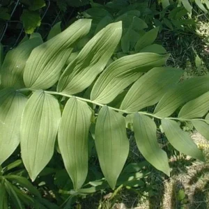 30 True Solomon's Seal Bare Root Plants - Polygonatum Biflorum - Native Wildflower - Image 4