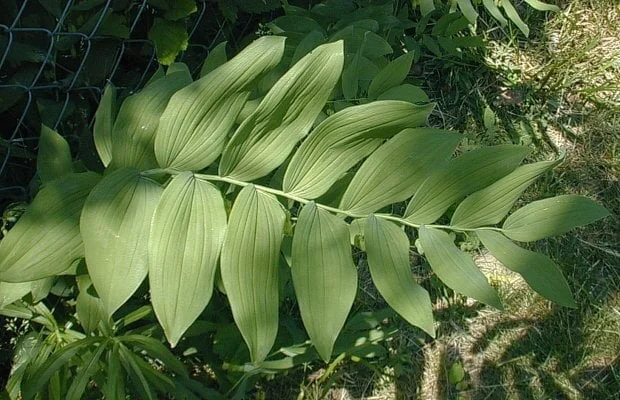 30 True Solomon's Seal Bare Root Plants - Polygonatum Biflorum - Native Wildflower - Image 4