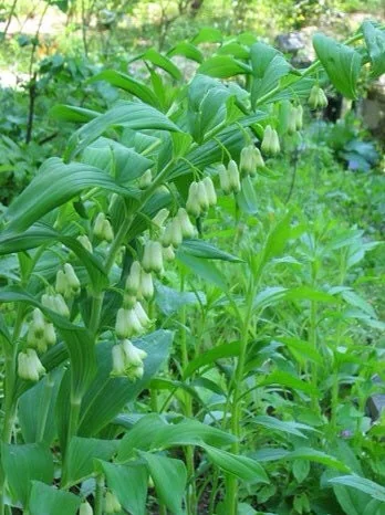 30 True Solomon's Seal Bare Root Plants - Polygonatum Biflorum - Native Wildflower - Image 7