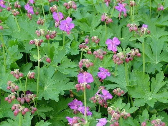 30 Wild Geranium Maculatum Cranesbill Bare Root Plants, Organic - Image 2