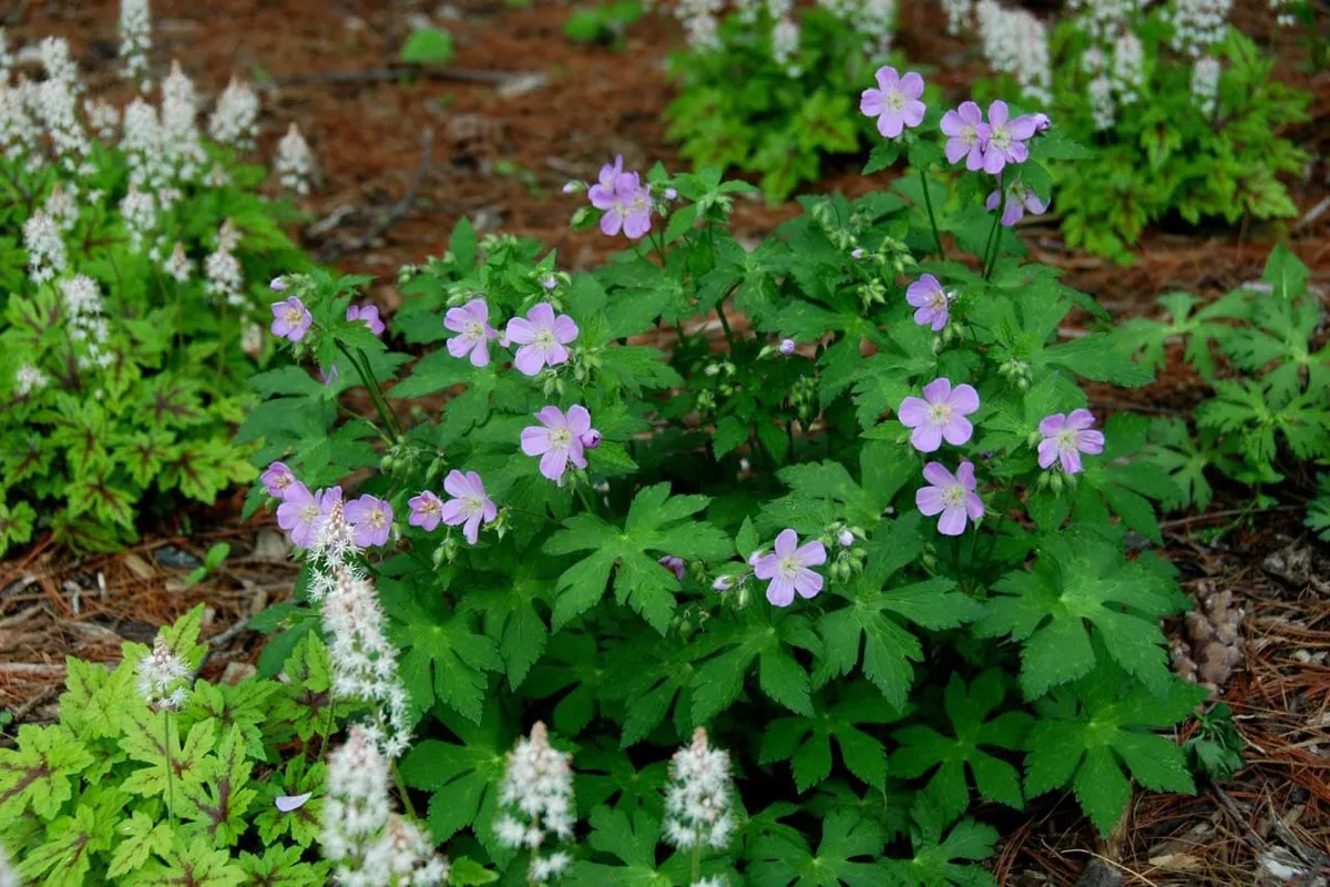 30 Wild Geranium Maculatum Cranesbill Bare Root Plants, Organic - Image 5