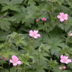 30 Wild Geranium Maculatum Cranesbill Bare Root Plants, Organic - Image 9