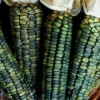300 Oaxacan Green Corn Seeds - Historic Heirloom Three Sisters American Indian - Image 1