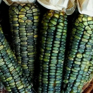 300 Oaxacan Green Corn Seeds - Historic Heirloom Three Sisters American Indian - Image 1