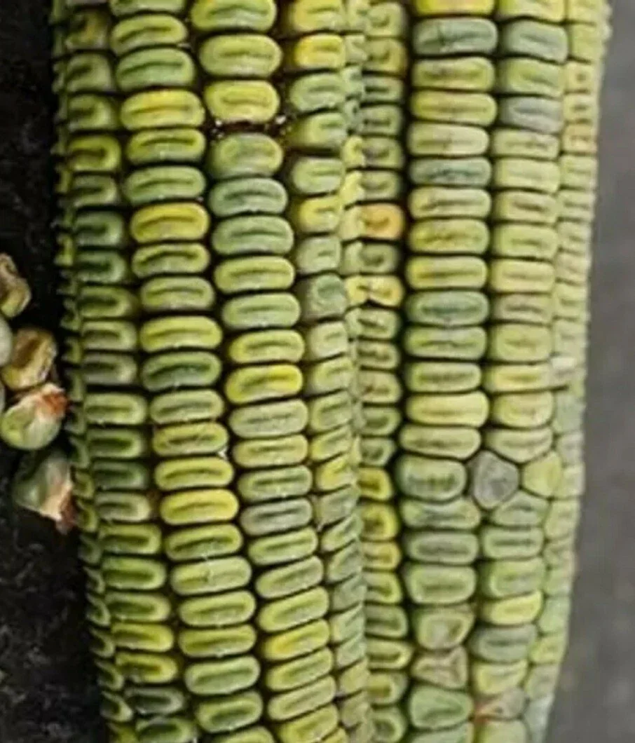 300 Oaxacan Green Corn Seeds - Historic Heirloom Three Sisters American Indian - Image 7