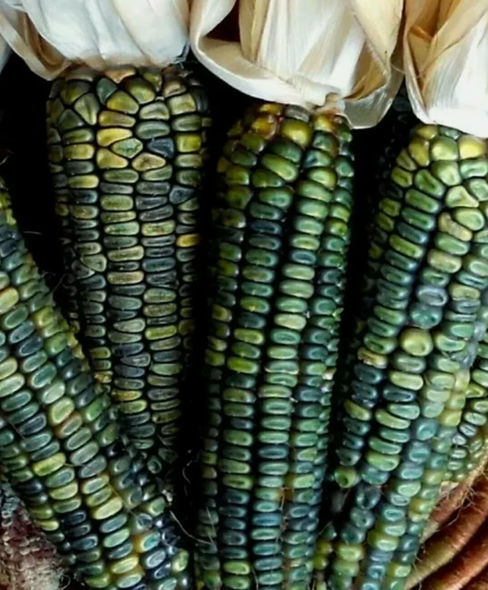 300 Oaxacan Green Corn Seeds - Historic Heirloom Three Sisters American Indian - Image 1