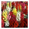 3000 Snapdragon Seeds Tetra Mix – Multi-Color Antirrhinum majus Seeds for Outdoors - Image 1