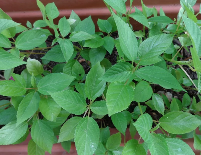 350+ Nalta Jute Seeds - Saluyot Molokhia Egyptian Spinach Rau Day - Vegetable Seeds - Image 5