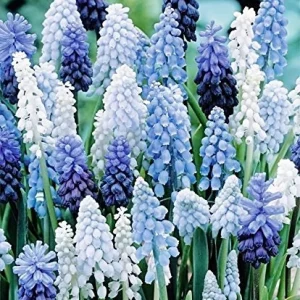 36 Muscari Deft Blue Moon Mixture Bulbs - Grape Hyacinth Flower Bulbs, Deer Resistant - Image 1