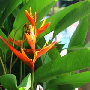 3x Orange Heliconia Rhizomes - Exotic Tropical Flower Bulbs for Garden - Image 1