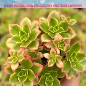 4 inch String of Pearls Succulent Live Plant | Senecio Rowleyanus Trailing Houseplant - Image 3
