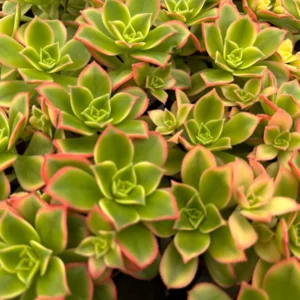 4 inch String of Pearls Succulent Live Plant | Senecio Rowleyanus Trailing Houseplant - Image 5