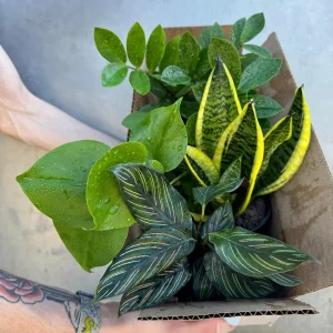 4 Live Indoor House Plant Bundle in 4-inch Nursery Pots - Assorted Mystery Set - Image 6