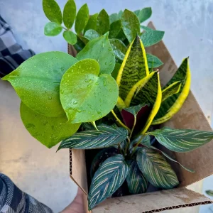 4 Live Indoor House Plant Bundle - Mystery Box, Assorted 4-inch Pot - Image 3