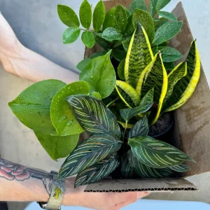 4 Live Indoor House Plant Bundle - Mystery Box, Assorted 4-inch Pot - Image 6