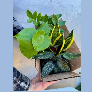 4 Live Indoor Plant Bundle - Mystery Assorted Houseplants in 4 inch Pots - Image 2