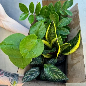 4 Live Indoor Plant Bundle - Mystery Assorted Houseplants in 4 inch Pots - Image 5