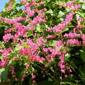 4 Mexican Creeper Live Plants – Pink Flowering Vine – Starter Size 4-6