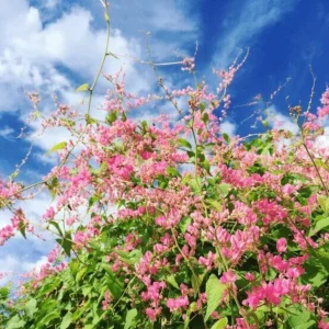 4 Mexican Creeper Live Plants – Pink Flowering Vine – Starter Size 4-6