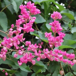 4 Mexican Creeper Live Plants – Pink Flowering Vine – Starter Size 4-6