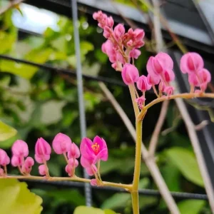 4 Mexican Creeper Live Plants – Pink Flowering Vine – Starter Size 4-6
