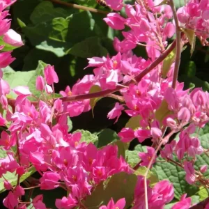 4 Mexican Creeper Live Plants – Pink Flowering Vine – Starter Size 4-6