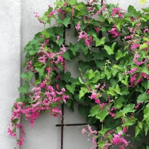 4 Mexican Creeper Live Plants – Pink Flowering Vine – Starter Size 4-6