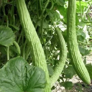 40+ Armenian Yard Long Cucumber Seeds – Organic Non-GMO Vegetable Seeds - Image 1