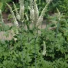 40 Black Cohosh Bare Root Plants - Actaea Racemosa Native Wildflower - Image 1