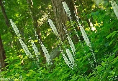 40 Black Cohosh Bare Root Plants - Actaea Racemosa Native Wildflower - Image 2
