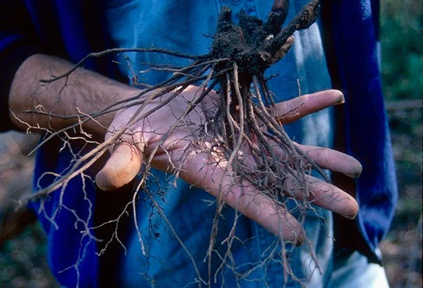 40 Black Cohosh Bare Root Plants - Actaea Racemosa Native Wildflower - Image 4