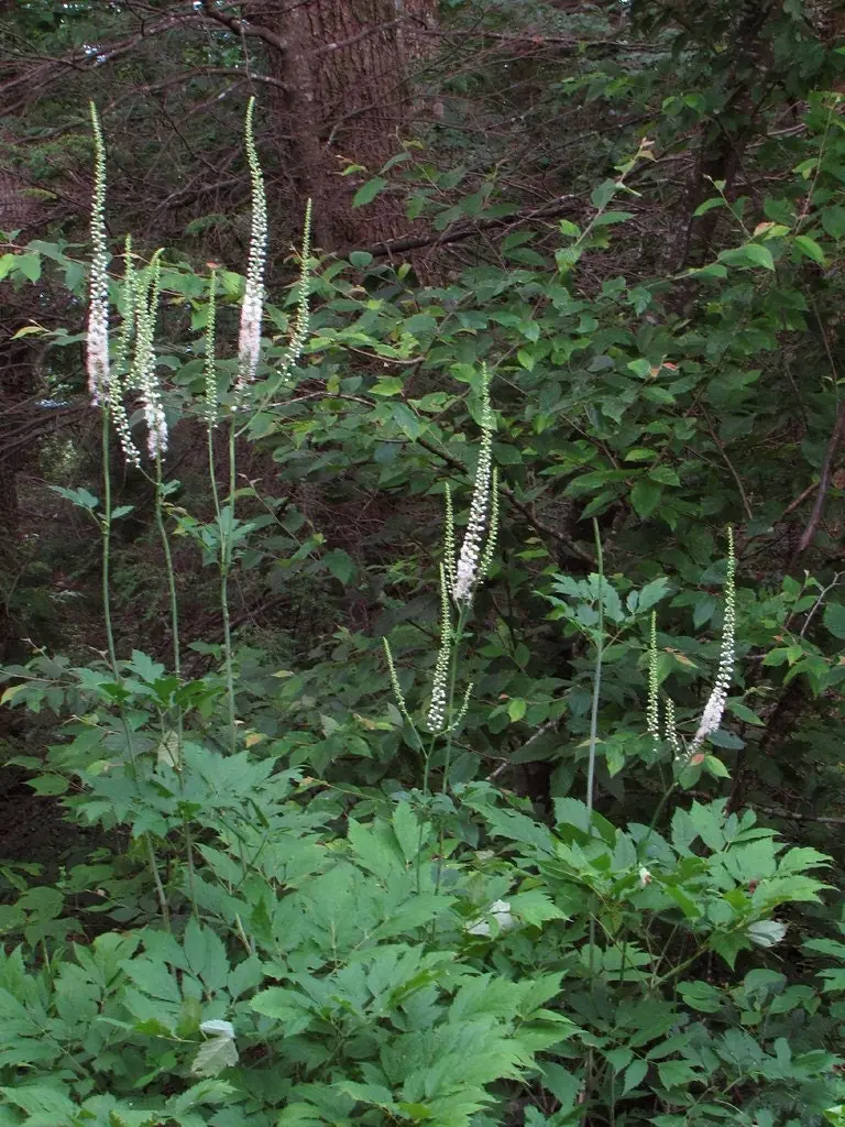 40 Black Cohosh Bare Root Plants - Actaea Racemosa Native Wildflower - Image 5