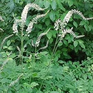 40 Black Cohosh Bulbs (Cimicifuga Racemosa) - Tall Shade Perennial - Image 3