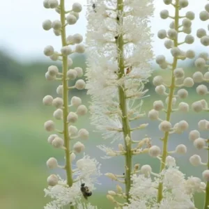 40 Black Cohosh Bulbs (Cimicifuga Racemosa) - Tall Shade Perennial - Image 1