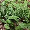 40 Christmas Fern Bulbs (Polystichum Acrostichoides) - Evergreen Perennial - Image 1