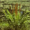 40 Cinnamon Fern Bulbs (Osmundastrum Cinnamomeum) - Deciduous Fern - Image 1