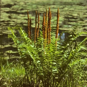 40 Cinnamon Fern Bulbs (Osmundastrum Cinnamomeum) - Deciduous Fern - Image 1