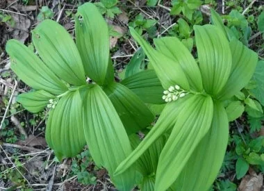 40 False Solomon's Seal Bare Root Plants - Maianthemum Racemosum Native Wildflower - Image 3