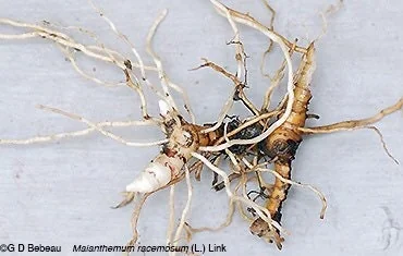 40 False Solomon's Seal Bare Root Plants - Maianthemum Racemosum Native Wildflower - Image 4