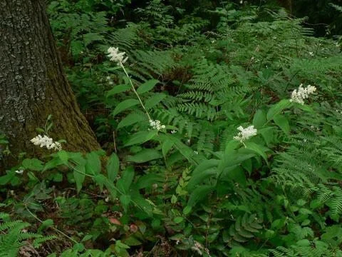 40 False Solomon's Seal Bare Root Plants - Maianthemum Racemosum Native Wildflower - Image 6