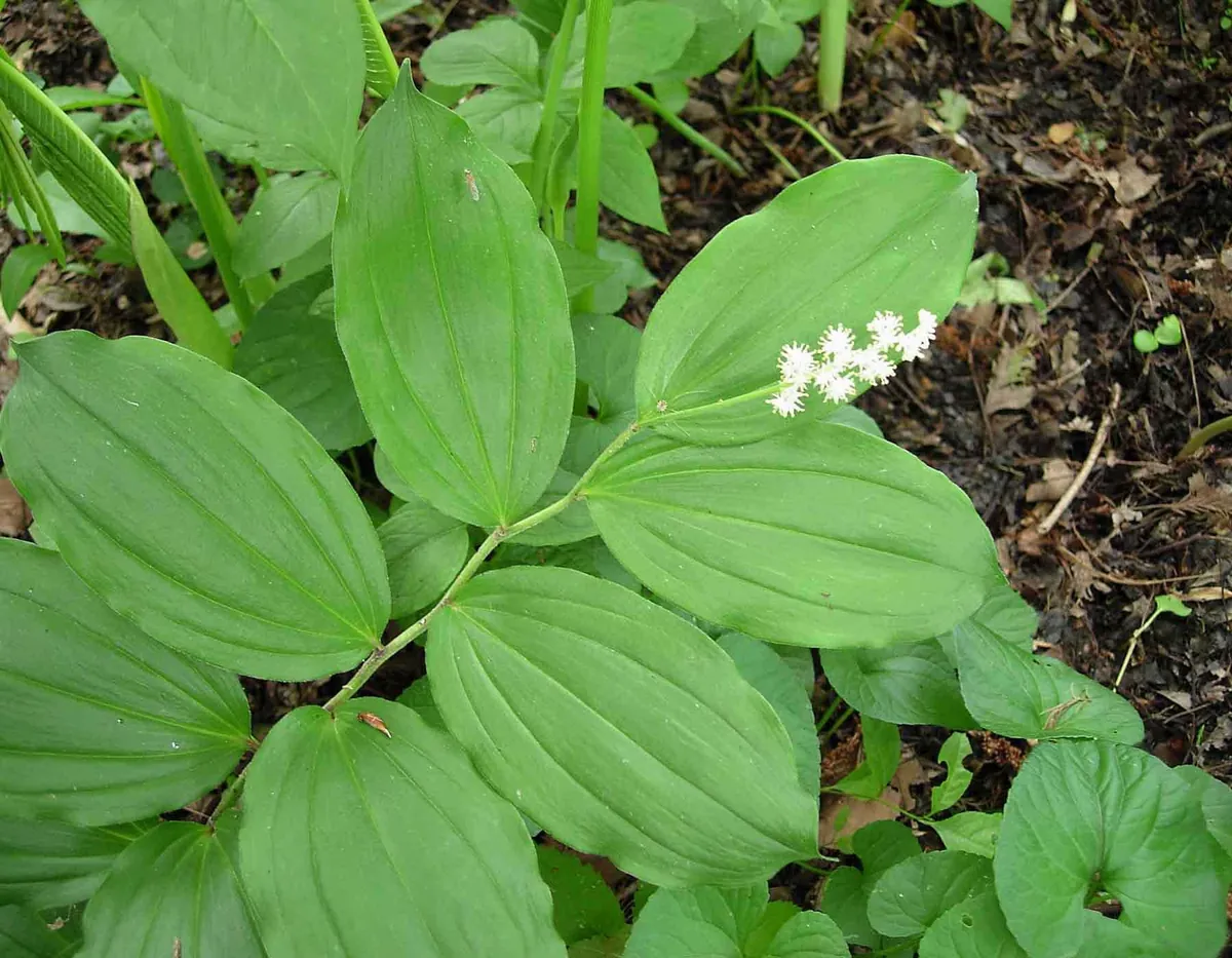 40 False Solomon's Seal Bare Root Plants - Maianthemum Racemosum Native Wildflower - Image 7