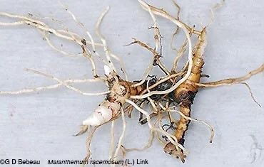 40 False Solomon's Seal Bare Root Plants - Maianthemum Racemosum Native Wildflower - Image 9