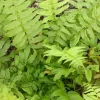 40 Glade Fern Bulbs – Diplazium Pycnocarpon – Deciduous Fern – 2-3' Tall – Part to Full Shade - Image 1