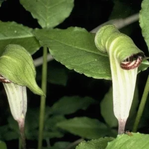 40 Jack-in-the-Pulpit Bulbs (Arisaema triphyllum) - Unique Woodland Perennial - Image 2