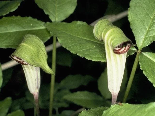 40 Jack-in-the-Pulpit Bulbs (Arisaema triphyllum) - Unique Woodland Perennial - Image 2
