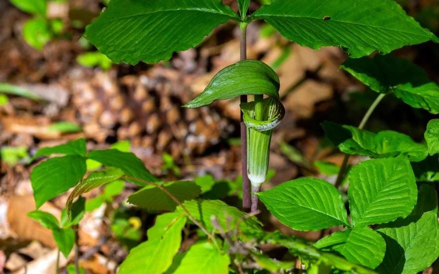 40 Jack-in-the-Pulpit Bulbs (Arisaema triphyllum) - Unique Woodland Perennial - Image 1