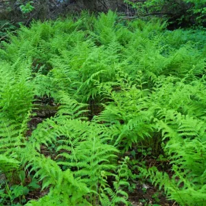 40 Lady Fern Bulbs - Athyrium Filix-Femina for Shade, USDA Zones 4-8 - Image 2
