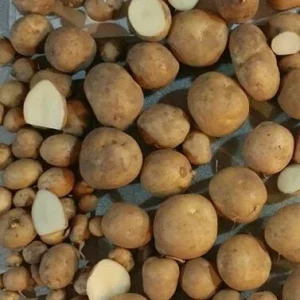 40 Organic Russet True Potato Seeds - Yellow Skin Potato Berry Seeds for Planting - Image 2