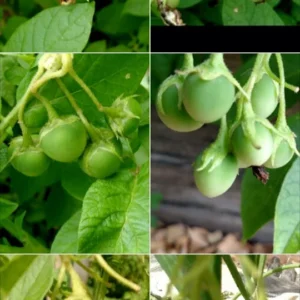 40 Organic Russet True Potato Seeds - Yellow Skin Potato Berry Seeds for Planting - Image 1